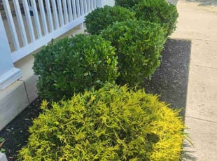 Bush Trimming by Anthony Nelson for Angelo M. in Fort Washington, MD