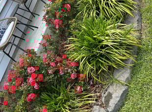 Weeding by Antwain Turner for Tom S. in Hanahan, SC