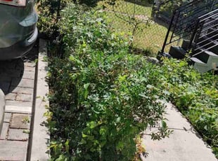 Bush Trimming by Allan Roberts for Deanna D. in Washington, DC