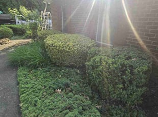 MICHAEL K.'s Bush Trimming service result