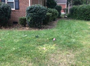 Bush Trimming by Valera Swearngin for Ann W. in Virginia Beach, VA