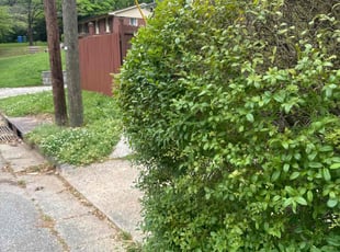 Bush Trimming by Travis Garrett for David W. in Atlanta, GA