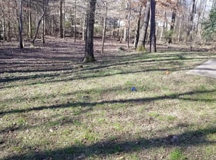 Leaf Removal by James Steele for David C. in Matthews, NC