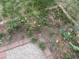 Cleanups by Connor Andrew for Rebecca R. in Littleton, CO