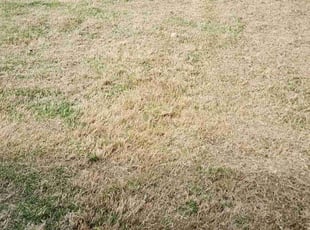 Cleanups by Alfredo Penafiel for Neetesh H. in Georgetown, TX