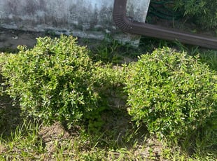 Bush Trimming by Bradley Wightman for Vikki P. in Port Orange, FL