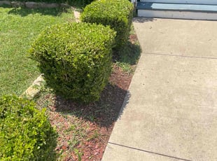 Madelyn B.'s Bush Trimming service result