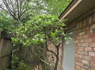 Bush Trimming by Roberto Pena for Paul M. in Spring, TX