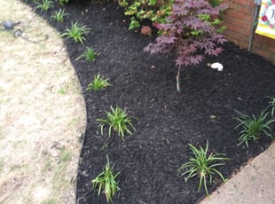 Mulching by Terrance Lewis for Ashley R. in Lakeland, TN