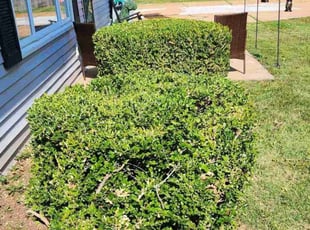 Bush Trimming by Javier Perez for Pam C. in Fenton, MO