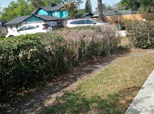 Bush Trimming by Willie Carmichael for Ken P. in Longwood, FL