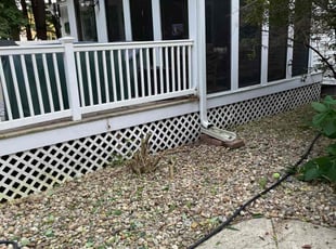 Bush Trimming by Aidan Desantis for Helen L. in Hampton, NH