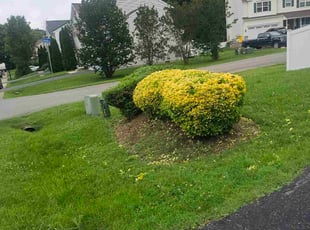 Bush Trimming by Yobani Benitez for Romaine K. in Glen Burnie, MD