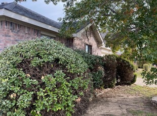 Bush Trimming by Michael Trook for Shelly B. in Mansfield, TX