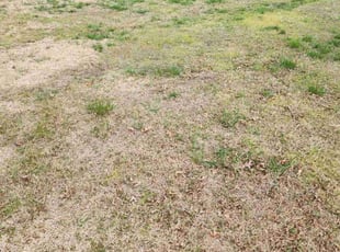 Leaf Removal by Patricia Bergman for Stephanie R. in Oklahoma City, OK