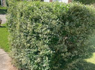 Bush Trimming by Chad Mullins for Johnny H. in Morrisville, NC