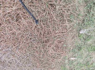 Christopher F.'s Weeding service result