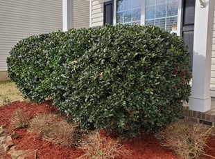 Cleanups by Linda Dunnican for Vincent S. in Indian Land, SC