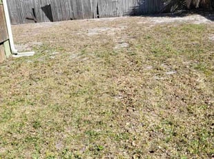 Leaf Removal by Jeremy Lee for Kris C. in Dunedin, FL