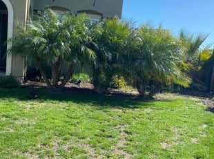 Bush Trimming by Michael Ruiloba for Hassan H. in Manteca, CA