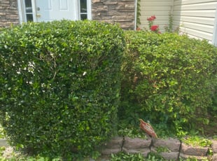 Bush Trimming by Markeiven Ogburn for Rodney S. in Hampton, GA