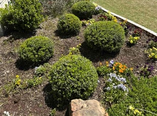 Bush Trimming by Raul Lara Romero for Lino G. in Sunnyvale, TX