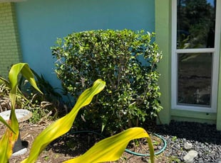 Bush Trimming by Peterson Dariste for Carol A S. in Venice, FL