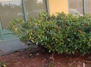 Bush Trimming by Robert Martin for Denh S. in Everett, WA