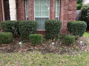 Bush Trimming by Cameron Mitchell for Tamala N. in Arlington, TX