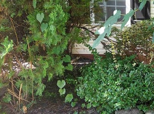Weeding by Isaiah Cuthbertson for Jason D. in Charlotte, NC