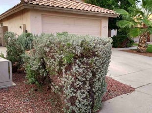 Bush Trimming by Edgardo Canseco for Ramzia M. in Glendale, AZ