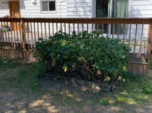 Bush Trimming by Ryan Cooper for Ronald O. in Grand Rapids, MI
