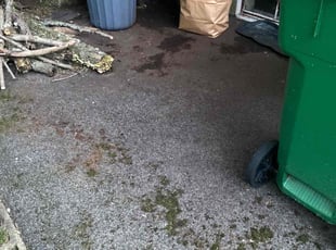 Leaf Removal by Andrew Ventre for Richard T. in Newton, MA