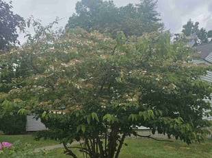Bush Trimming by Randy Scanlon for Robin G. in Nashua, NH