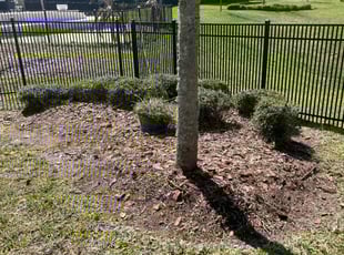 Bush Trimming by Cazz Coleman for Meredith O. in St. Augustine, FL