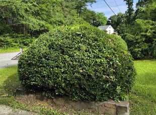 Bush Trimming by Thomas Patillo for Shirley S. in Bonaire, GA