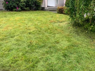 Marcia S.'s Lawn Service service result