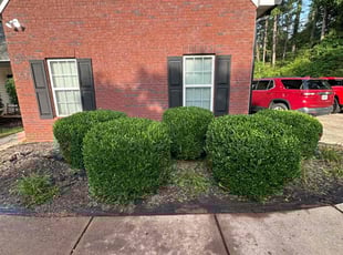 Marvietta M.'s Bush Trimming service result