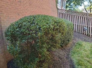 Bush Trimming by Douglas Rivas for Arnold Thomas B. in Washington, DC