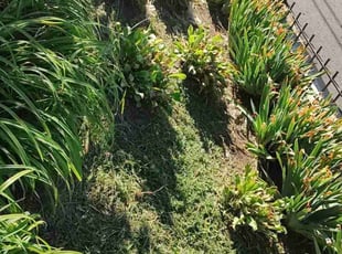 Weeding by Allan Roberts for Lineth B. in Washington, DC