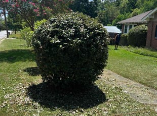 William C.'s Bush Trimming service result