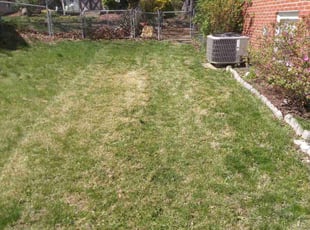 Leaf Removal by Standey Yokedi for Terry S. in Glenn Dale, MD