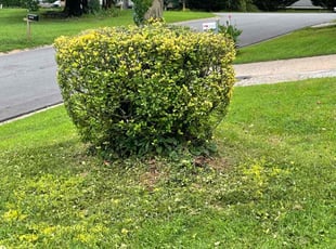 Bush Trimming by Marsha Cooper for Angela K. in Norcross, GA