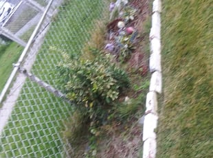 Bush Trimming by Ronnell Leak for Junius S. in Washington, DC