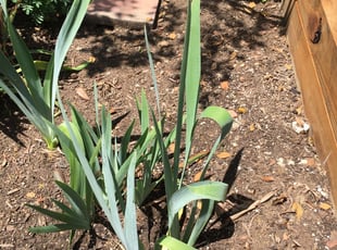 Cleanups by Giovanni HErnandez for Kim H. in Washington, D.C., DC