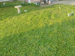 Leaf Removal by Kenneth Frazier for Jennifer K. in Galveston, TX