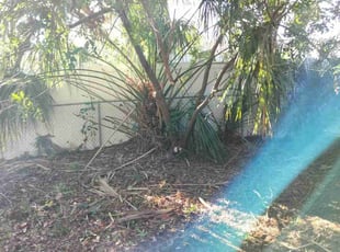 Bush Trimming by Stephen Peffly for Edwin P. in Seminole, FL