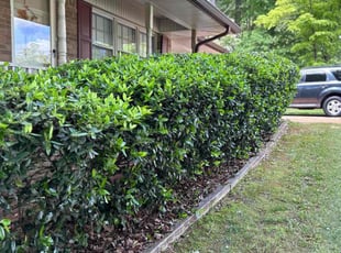 Vicki C.'s Bush Trimming service result