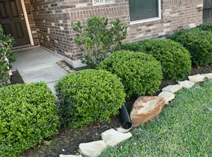 Bush Trimming by Anthony Branch for Dominique J. in Spring, TX