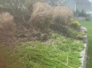 Bush Trimming by Keitumetse Mokgosi for Stephanie C. in Cheshire, CT